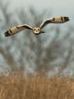 Short-eared owl flying, New Jersey, USA Landscape Print